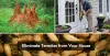 Natural ways to eliminate termites from your house
