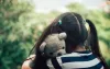 Giant Teddy Bear: Stuck On the Pandemic Fears?- Hug a Jumbo Bear ... 