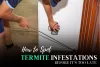 How to Spot Termite Infestations Before It’s Too Late