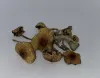 Buy Texas Penis Envy Mushrooms - $99/OZ - House Of Shrooms