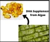 Health Benefits of DHA Supplement