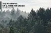 The Importance Of Tree Thinning - Tall Timbers Tree Services
