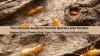 The Ultimate Guide to Termite Barriers and Termite Inspection: Protecting Your Home from Infestations - Free Articles Mania