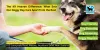 The K9 Heaven Difference: What Sets Our Doggy Day Care Apart from the Rest