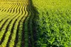 The potential benefits and risks of genetically modified crops - TechBullion