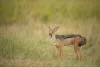 Kenya Luxury Safari & Tour | 10 Days in Kenya African Safari - WV