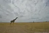 Serengeti Ngorongoro Crater Tour