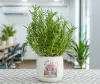 tinh dầu hương thảo | cách sử dụng tinh dầu hương thảo