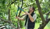 Tips and Tricks: How to Take Care of Your Trees