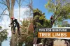 Tips For Removing Tree Limbs | Guide - Tall Timbers Tree Services