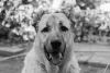 Top 10 Dog Breeds With the Strongest Bite | DogExpress
