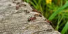 Dealing with pests the correct way | Pest Control Toronto