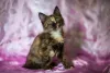 Admiring Tortoiseshell Maine Coon Kittens