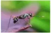 Total Pest Control - Trap Master Pest Control
