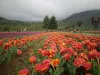 Travel Agents In Srinagar | Srinagar Kashmir Travel Agent