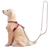 Dog Training Services in Bangalore | Pet Training Services in Bangalore| Dog Trainers in Bangalore - Petsfolio