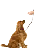 Dog Training Services | Pet Training Services | Dog Trainers - Petsfolio