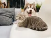 Are Pet Wellness Plans More Affordable Than Pet Health Insurance? - Legal Reader