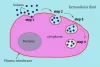 Transporter Uptake Reagents - CD Bioparticles