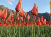Travel Agents In Kashmir | Tour &amp; Travel Agents In Srinagar Kashmir