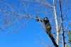 Mature tree pruning service Killara 