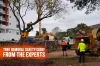Tree Removal Safety Guide | Trimming - Tall Timbers Tree Services