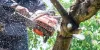 What To Know Before You Hire A Tree Removal Contractor? - Aus Blogger