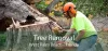 Tree Removal West Palm Beach, FL - Cheap Tree Stump, Root, and  Branch Removal Services