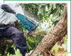 Expert tree trimming Sacramento Company