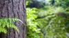 Why Hiring an Arborist is Essential for Tree Pruning