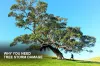 Tree Storm Damage Removal Services - Tall Timbers Tree Services