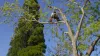 North Glasgow Tree Surgeon &amp; Expert Arborist [Free Quote &amp; Advice]