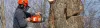 Tree Surgeons Orpington
