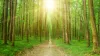 Planting Trees The Right Way To Sustain The Environment