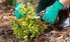 Trimming and Tree Pruning Service for the Best Results