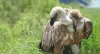 Turkish Cargo transports exhausted endangered griffon vulture to Belgrade
