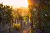 Tuscan Wine: Everything You Need to Know