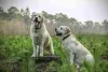 Type Of Dogs Breeds: Amazing Revelations! &raquo; Dog Discussions