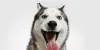 What Are The Different Types Of Huskies? - worthytoshare
