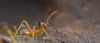 DOES TERMITES BOTHERING YOU? – article directory