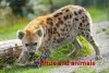 Types of hyenas