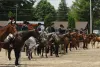Types Of Horse Shows