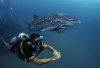 Enhance Your Skills with the SSI Advanced Adventurer Course at Koh Tao Scuba Club