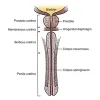 Urethral Stricture Treatment |Symptoms | Causes | Regrow