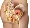 urinary tract infection cure in south africa