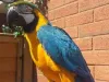 Blue and Gold Macaw Parrot for sale in NSW, Australia