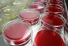 Cell Line Characterization | Veterinary Medical Research & Development