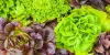  Green Leafy Vegetables Benefits | Today US 