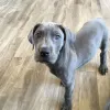 Great Dane Puppies for Sale at Best Prices | Local Puppy Groomers