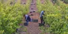 Preparamos la vendimia en Ribera del Duero